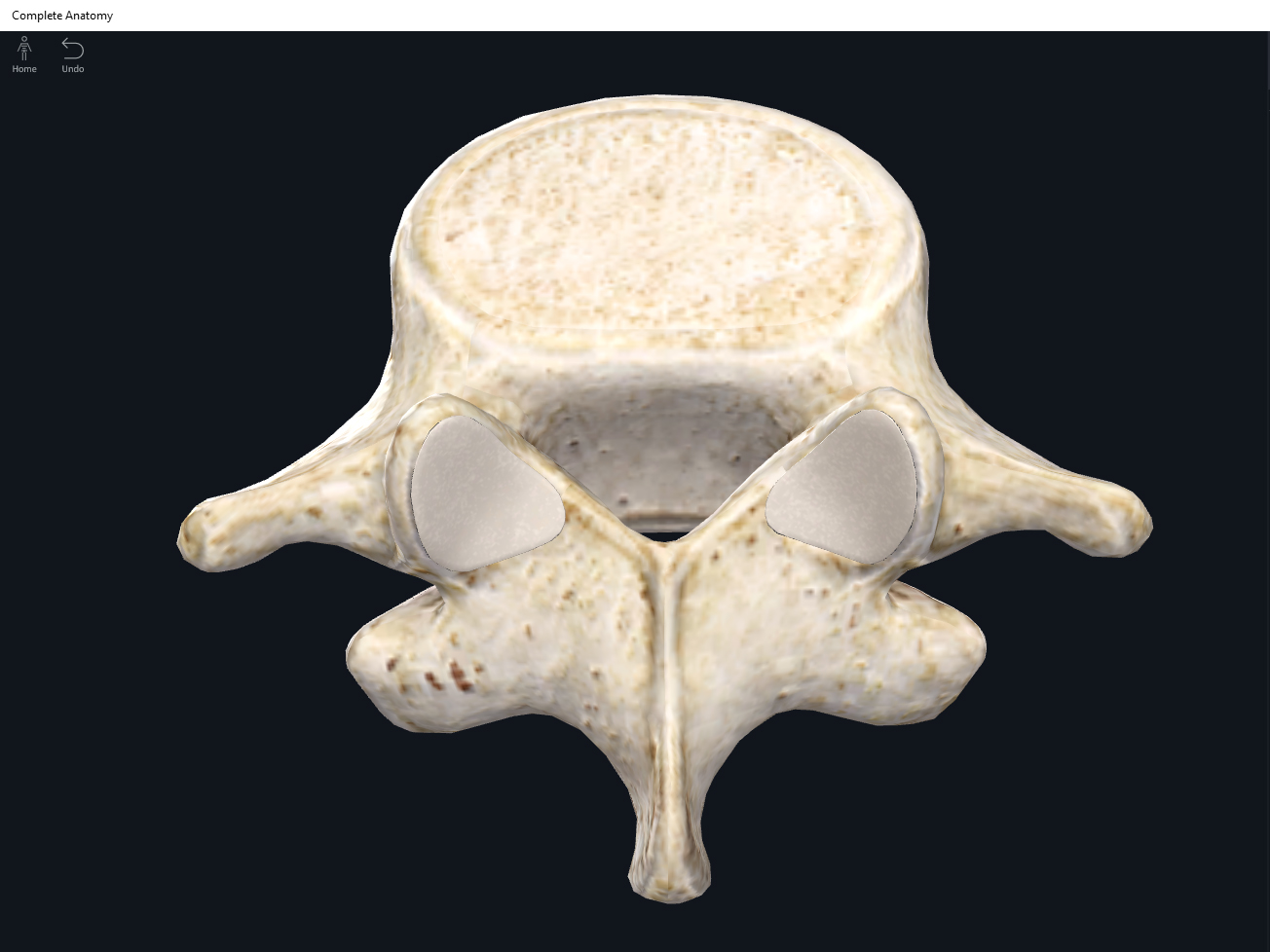 Bones: Vertebral Column, Lumbar Region. – Anatomy & Physiology