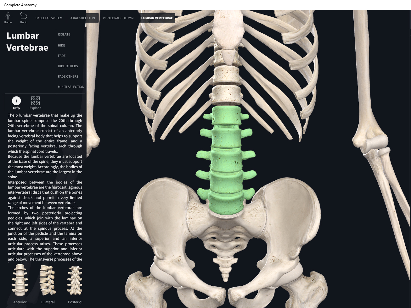 Bones Vertebral Column Lumbar Region Anatomy And Physiology