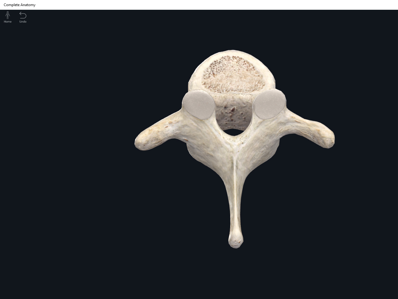 Bones: Vertebral Column, Thoracic Region. – Anatomy & Physiology