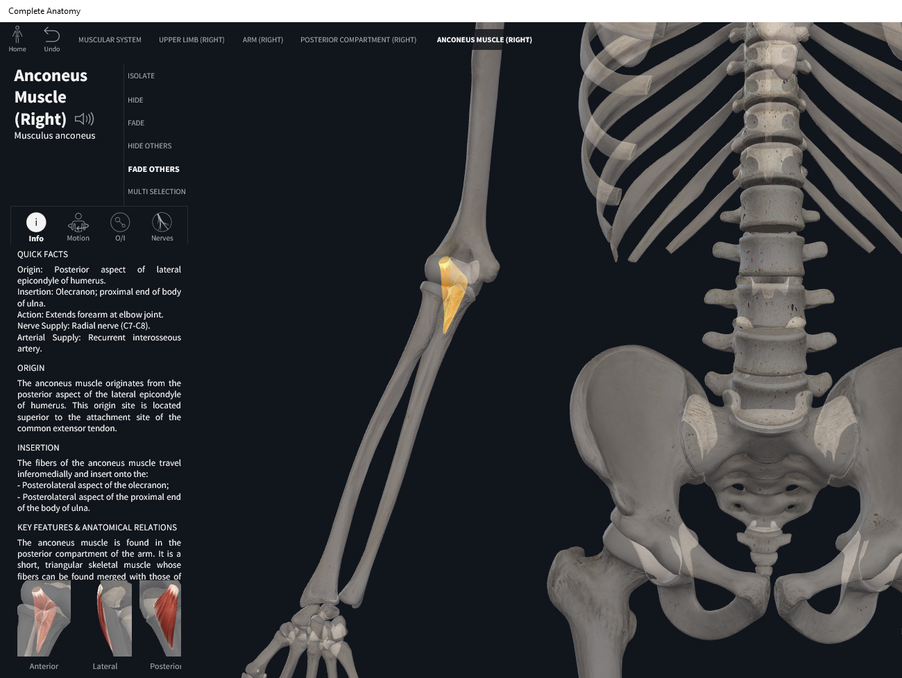 Muscles: Anconeus. – Anatomy & Physiology