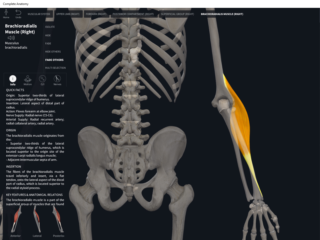 Muscles: Brachioradialis. – Anatomy & Physiology