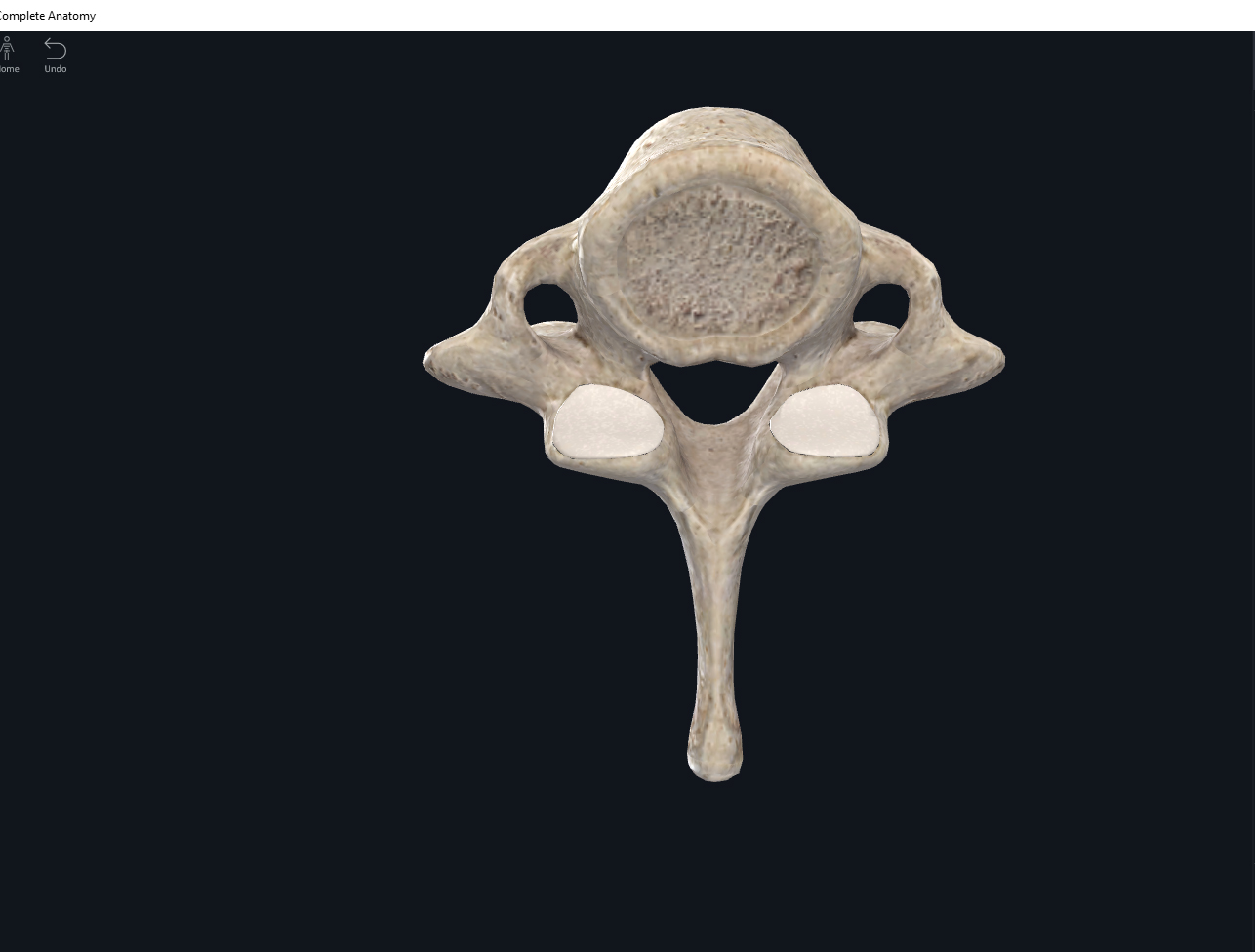 Bones: Vertebral Column, Cervical Region. – Anatomy & Physiology
