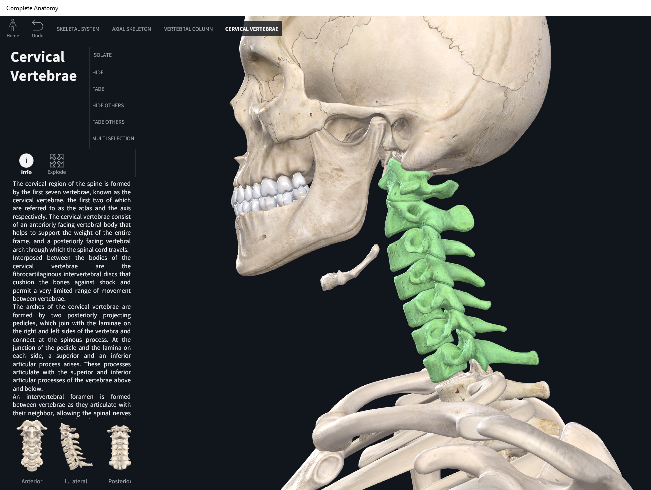 bones-vertebral-column-cervical-region-anatomy-physiology