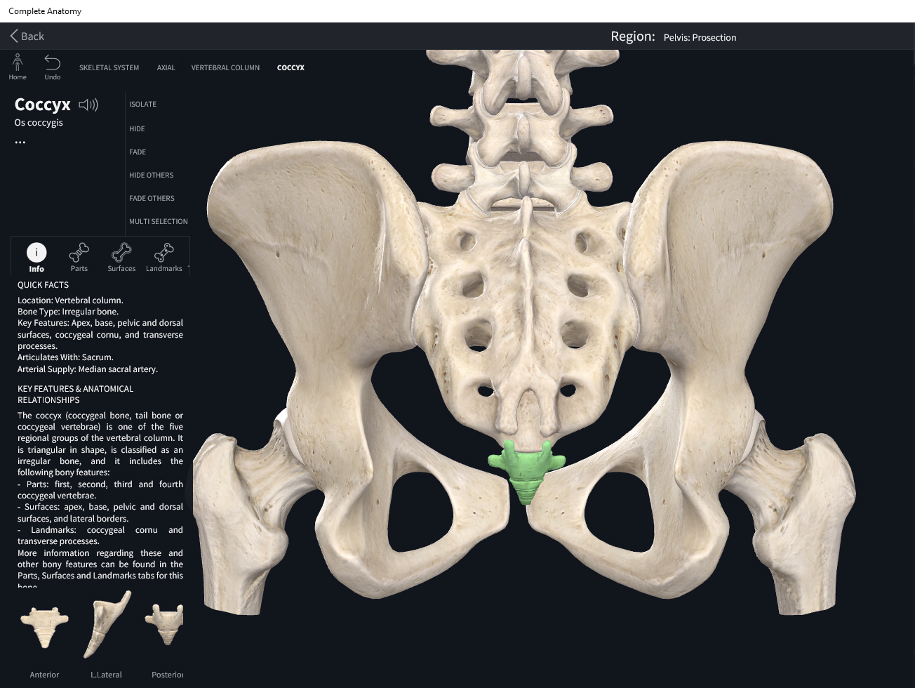 Bones: Vertebral Column, Coccyx. – Anatomy & Physiology
