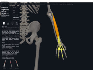 Muscles: Extensor Digitorum. – Anatomy & Physiology