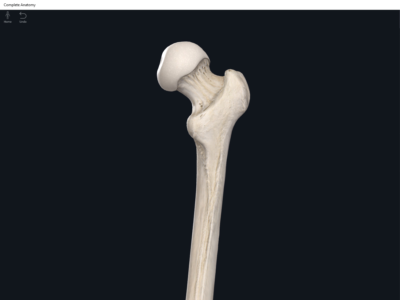 Bones: Femur. – Anatomy & Physiology