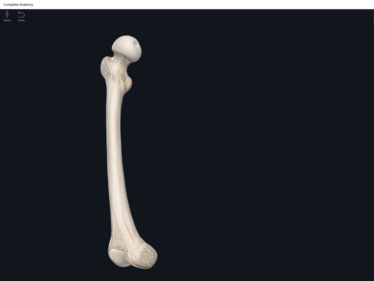 Bones Femur Anatomy And Physiology