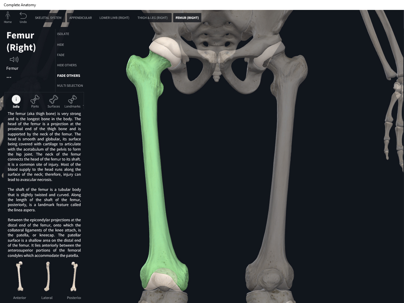 Bones: Femur. – Anatomy & Physiology