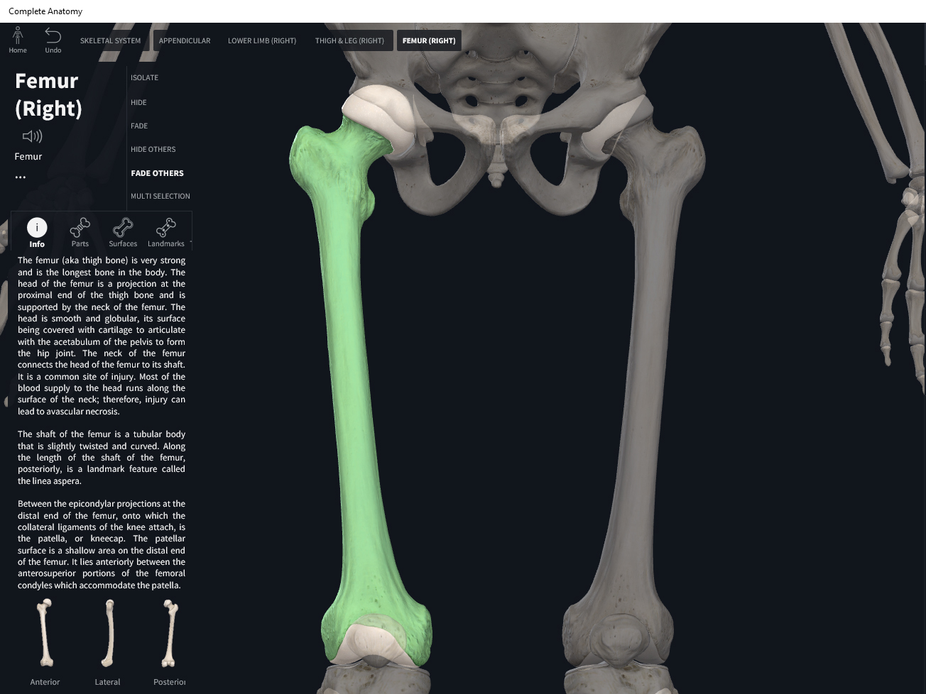 Human Hip Anatomy