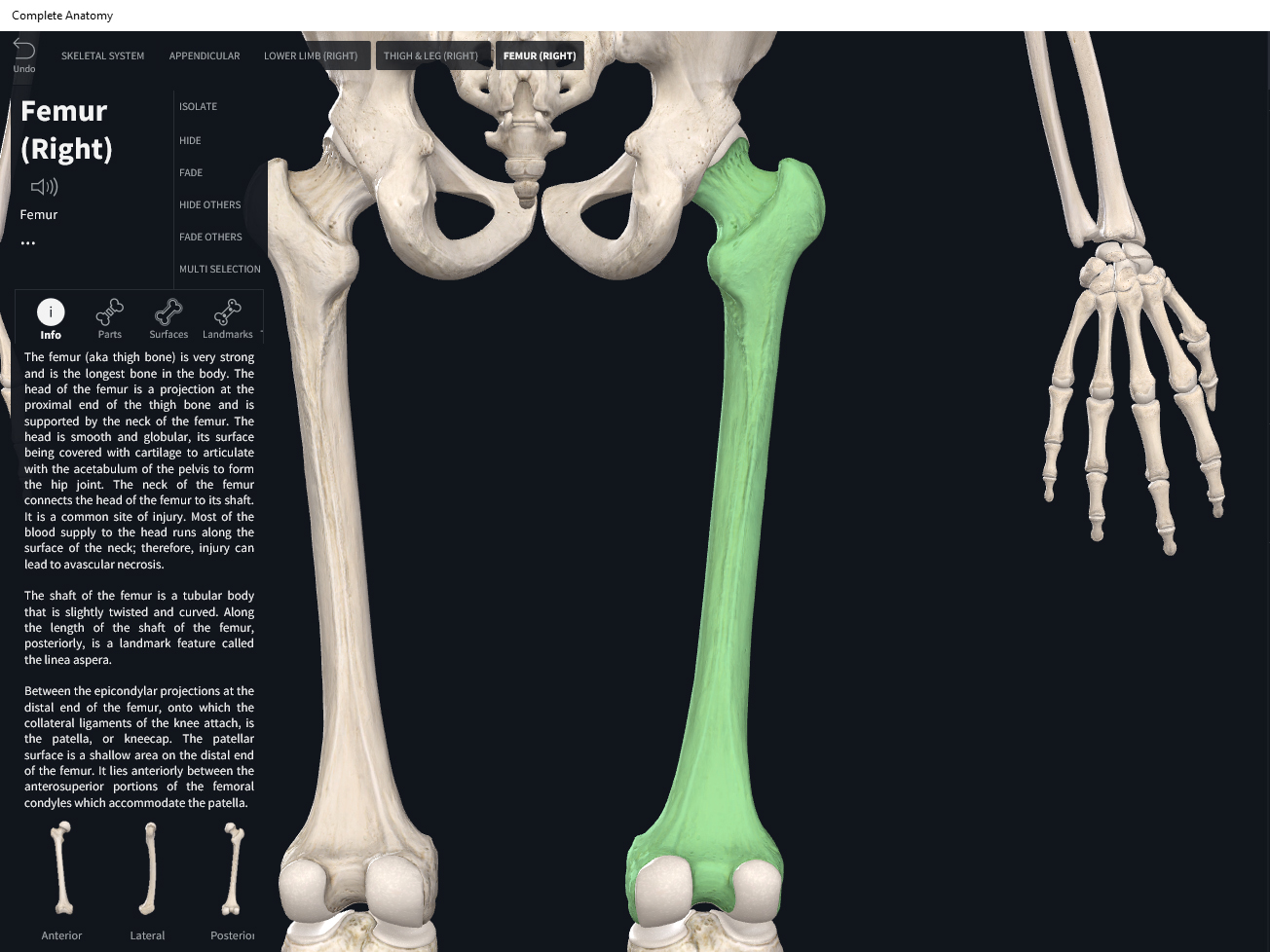 Femur Bone анатомия