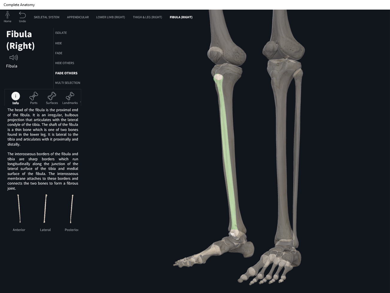 Bones: Fibula. – Anatomy & Physiology
