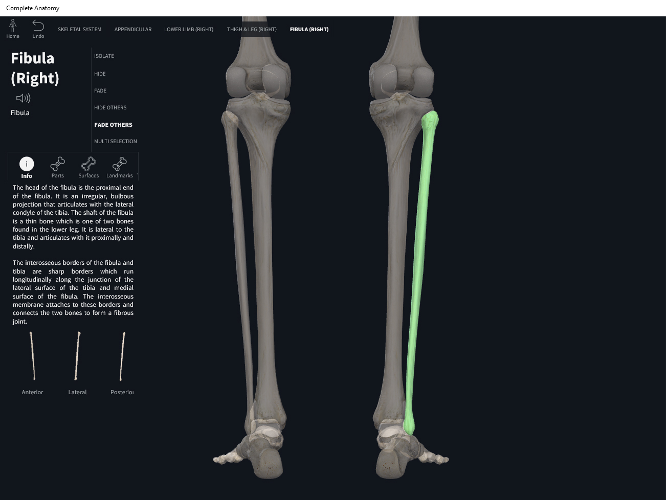Bones: Fibula. – Anatomy & Physiology