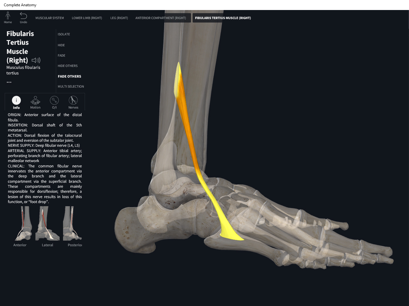 Muscles: Fibularis Tertius. – Anatomy & Physiology