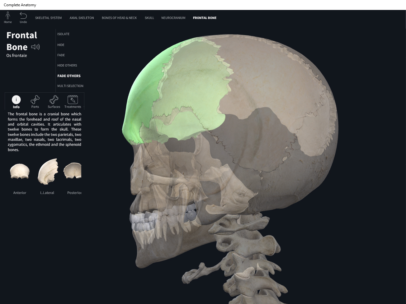 Bones: Skull, frontal. – Anatomy & Physiology