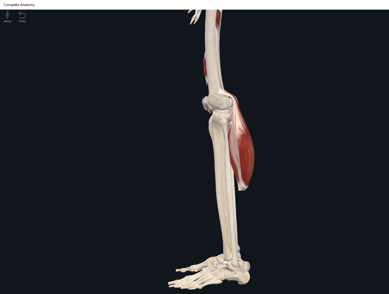 Muscles: Gastrocnemius. – Anatomy & Physiology