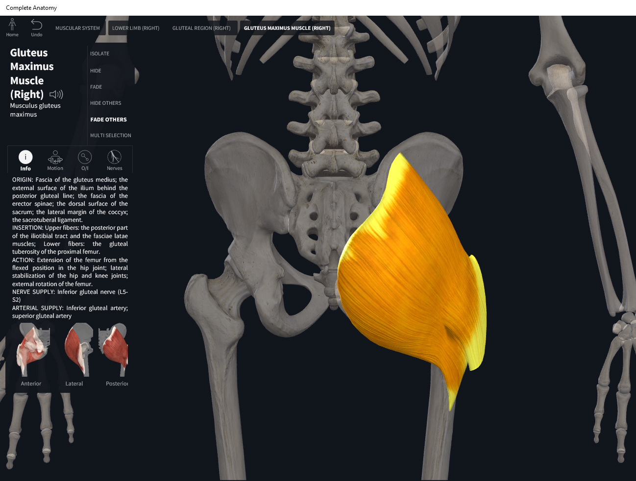 Muscles Gluteus Maximus Anatomy Physiology Muscles Gluteus Maximus Anatomy Physiology
