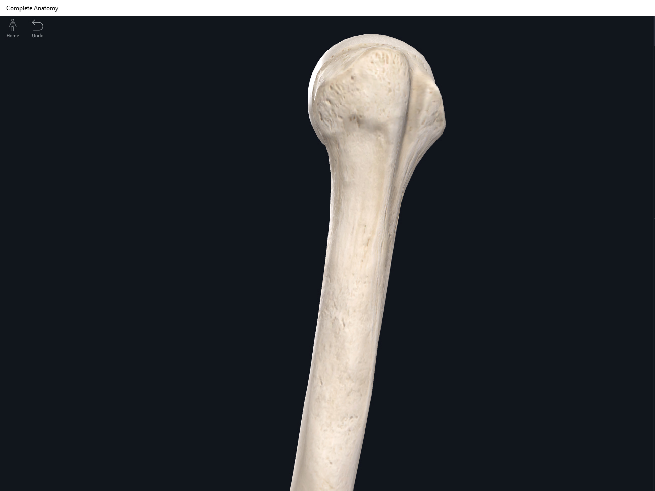 Bones: Humerus. – Anatomy & Physiology