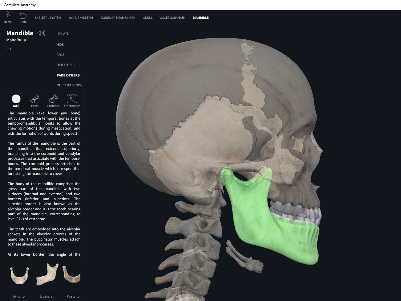 Bones: Skull, mandible. – Anatomy & Physiology