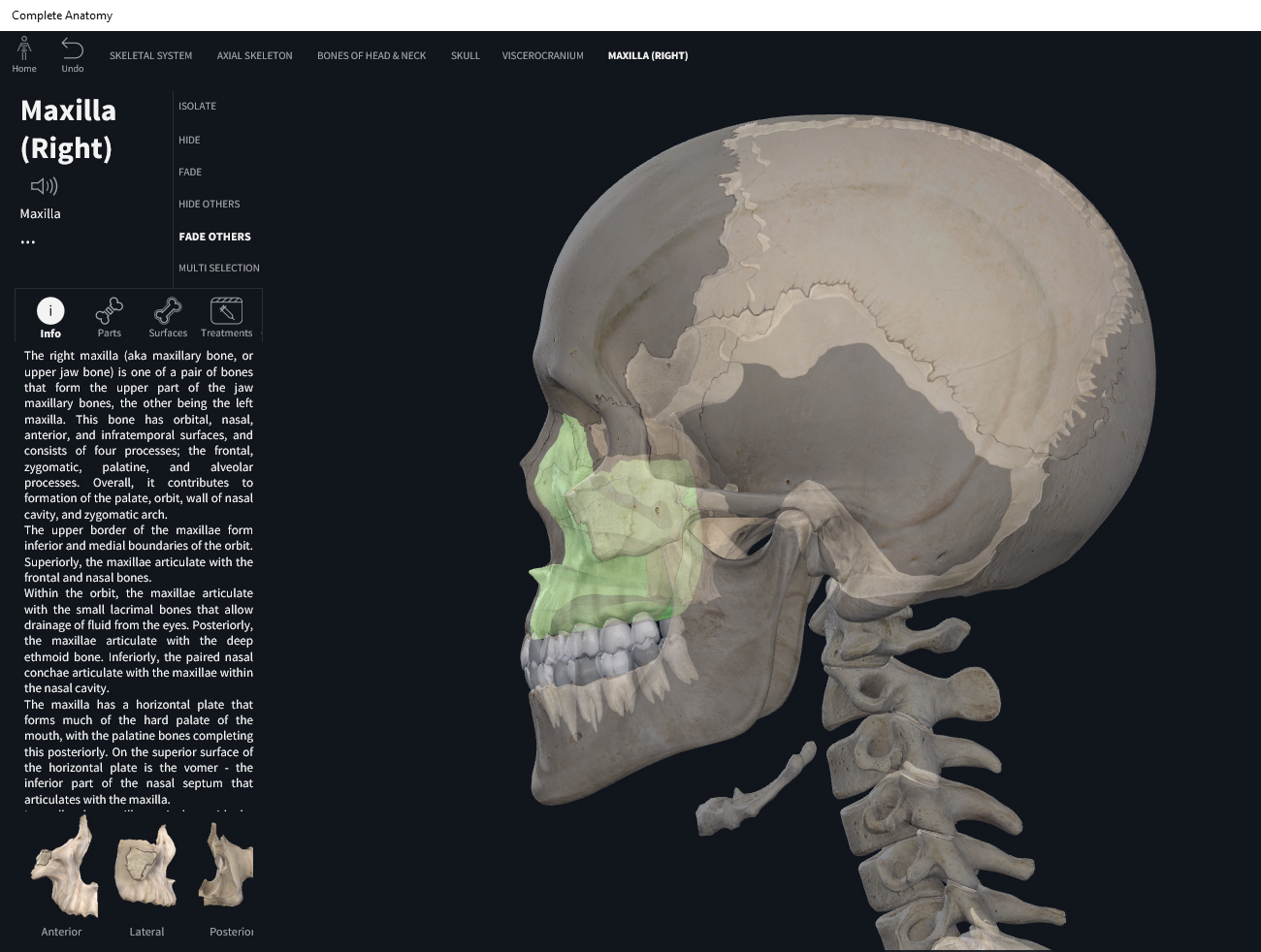 Bones: Skull, maxilla. – Anatomy & Physiology