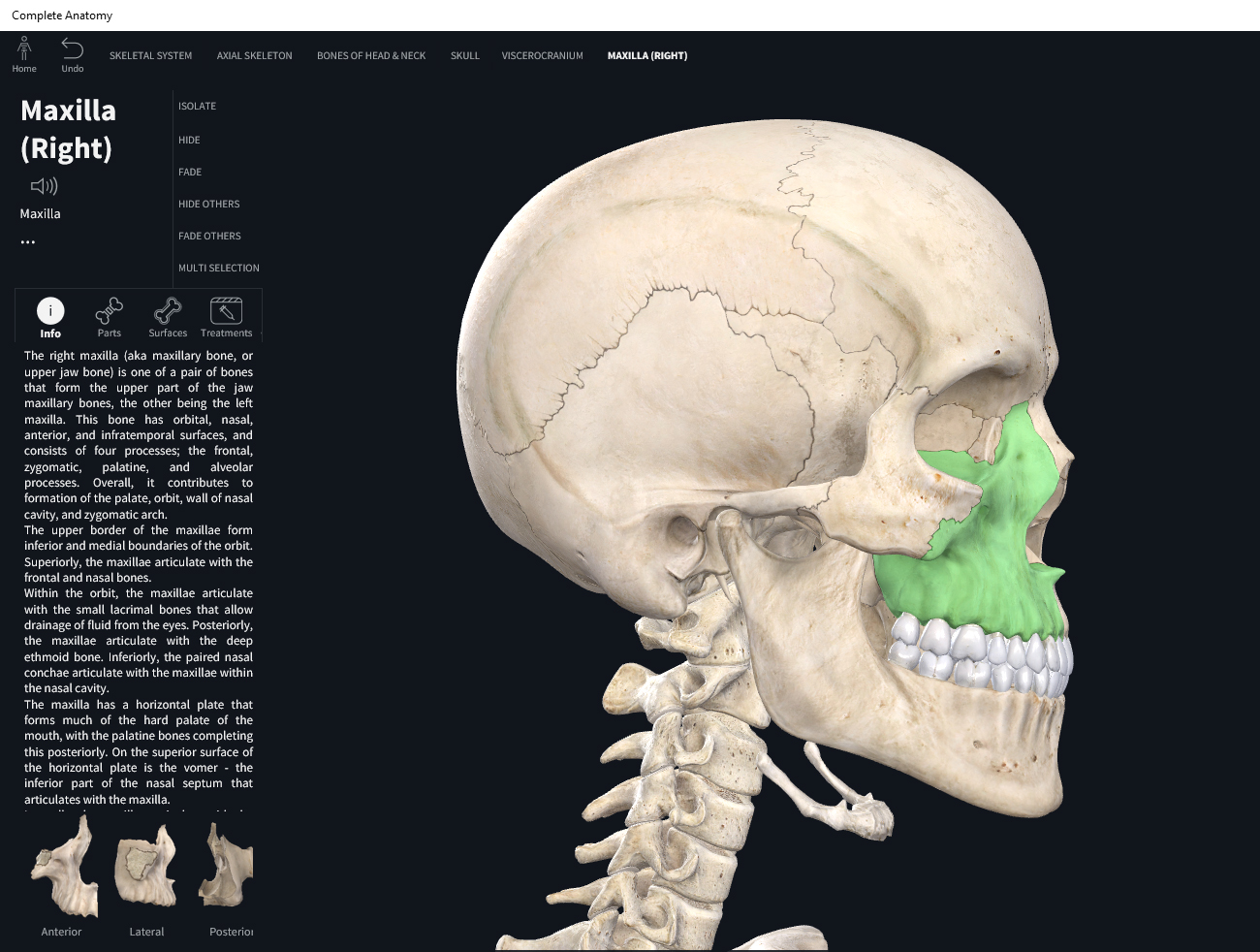 Bones: Skull, maxilla. – Anatomy & Physiology