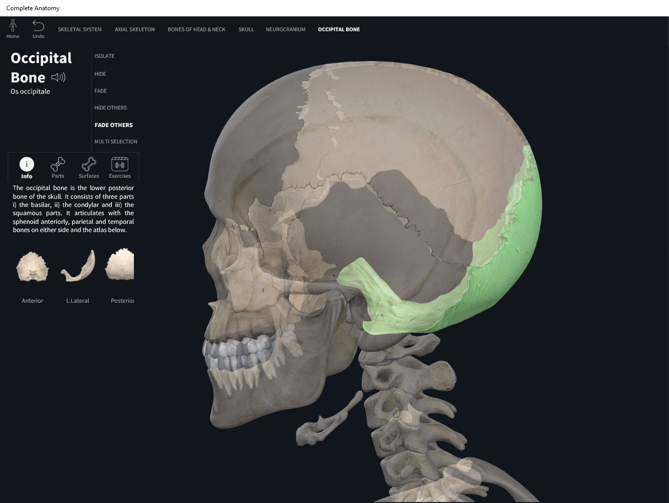 Bones: Skull, occipital. – Anatomy & Physiology