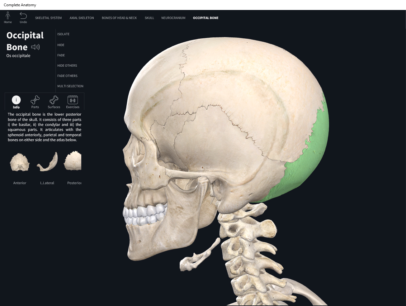 Bones Skull Occipital Anatomy And Physiology 8686