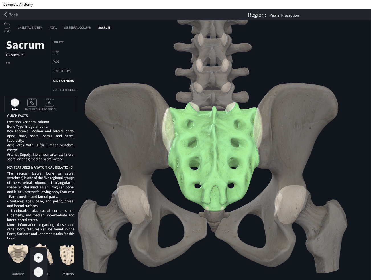 Bones: Vertebral Column, Sacrum. – Anatomy & Physiology