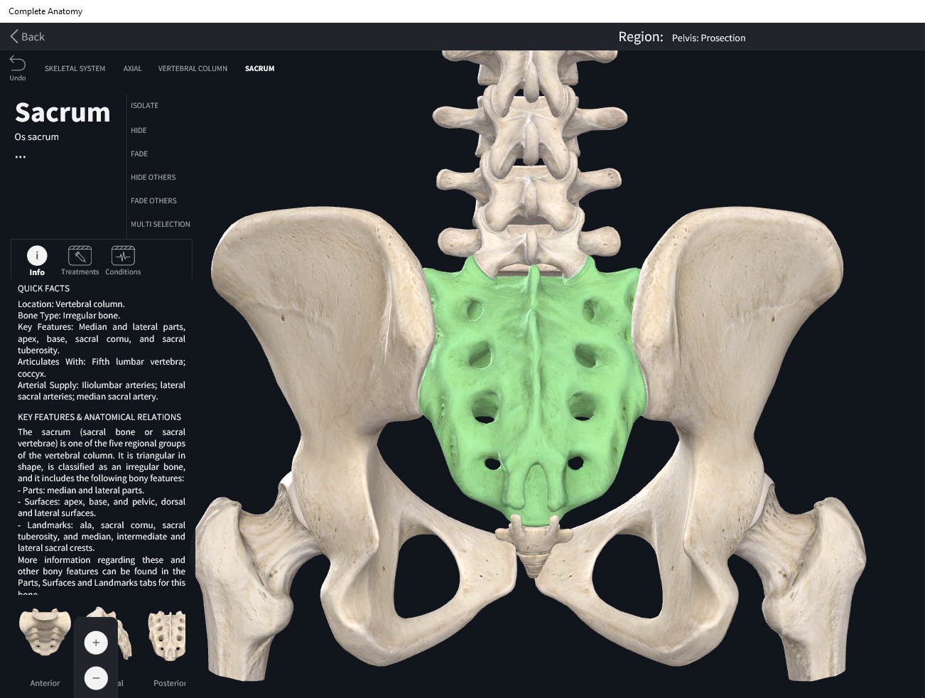 Bones: Vertebral Column, Sacrum. – Anatomy & Physiology