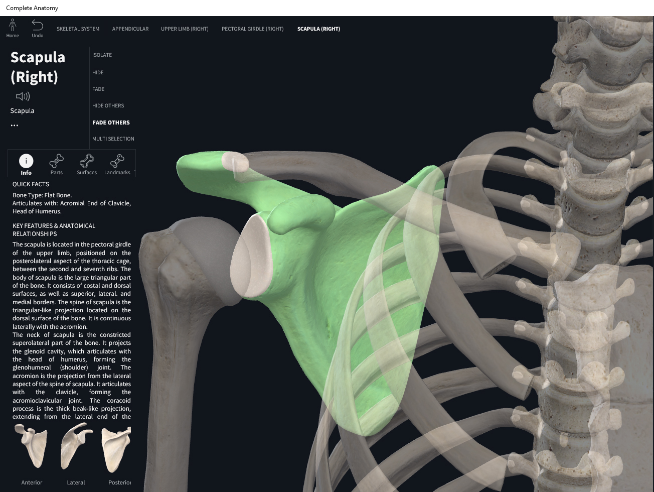 Human Bone Anatomy Scapula