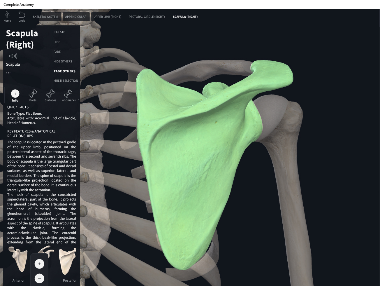 Bones: Scapula. – Anatomy & Physiology