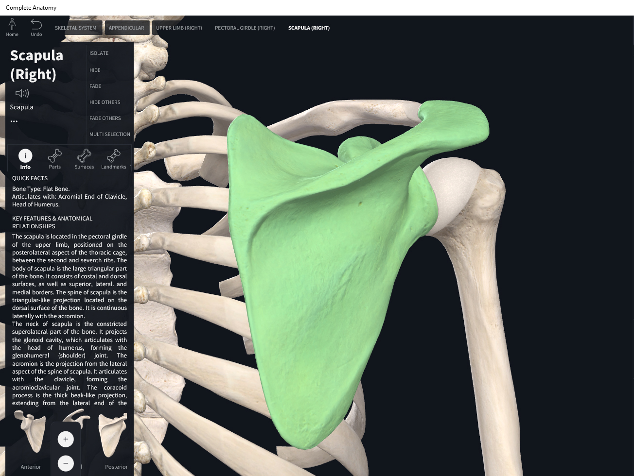 Bones: Scapula. – Anatomy & Physiology