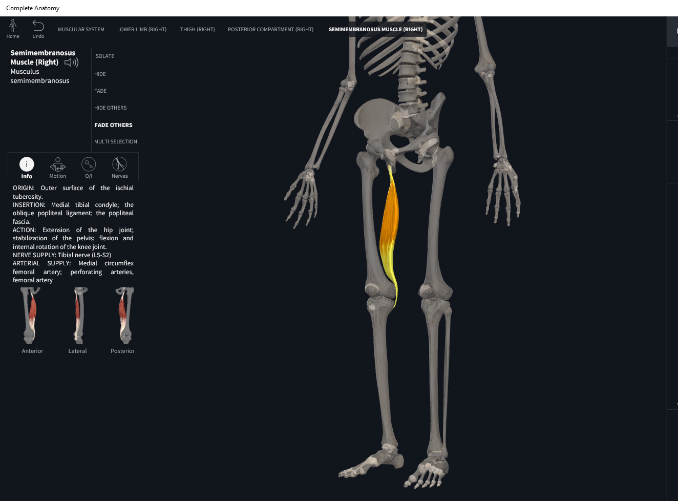 Muscles: Semimembranosus. – Anatomy & Physiology