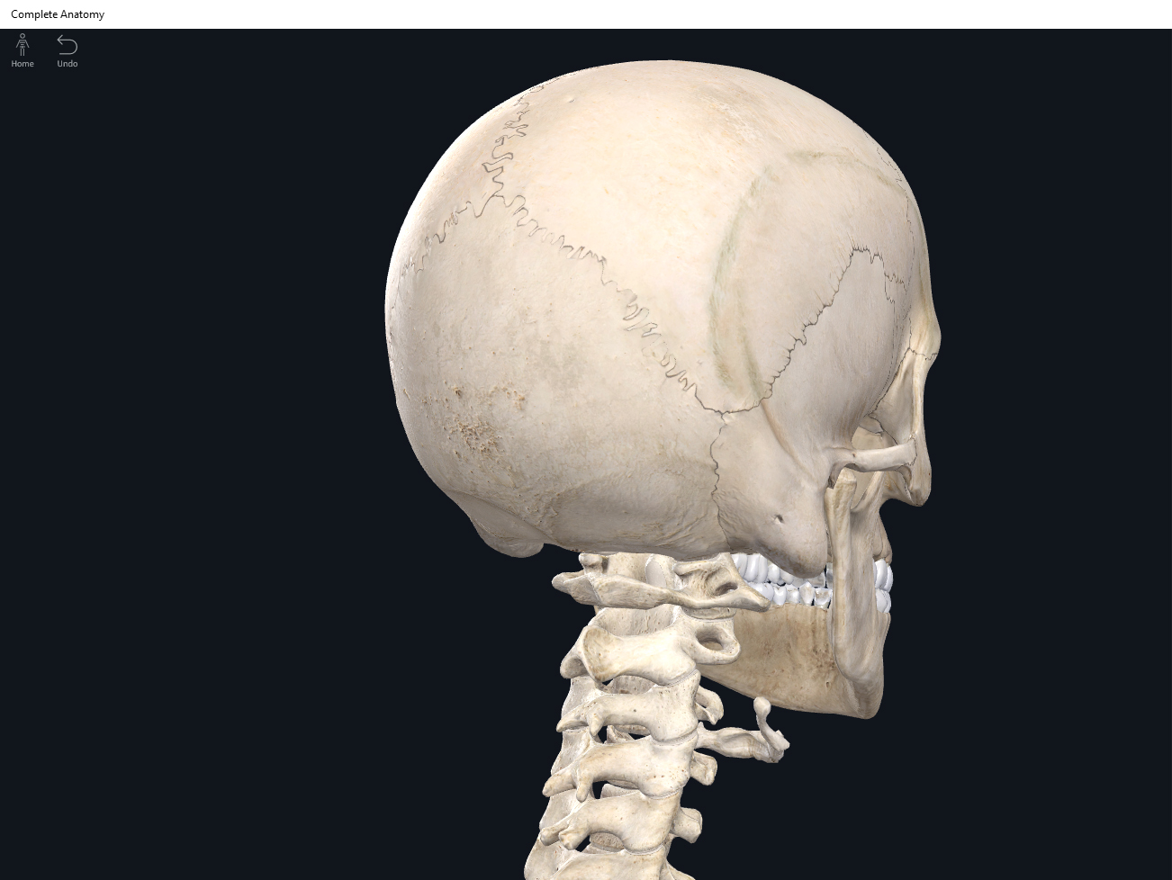 what is the only bone of the skull that moves