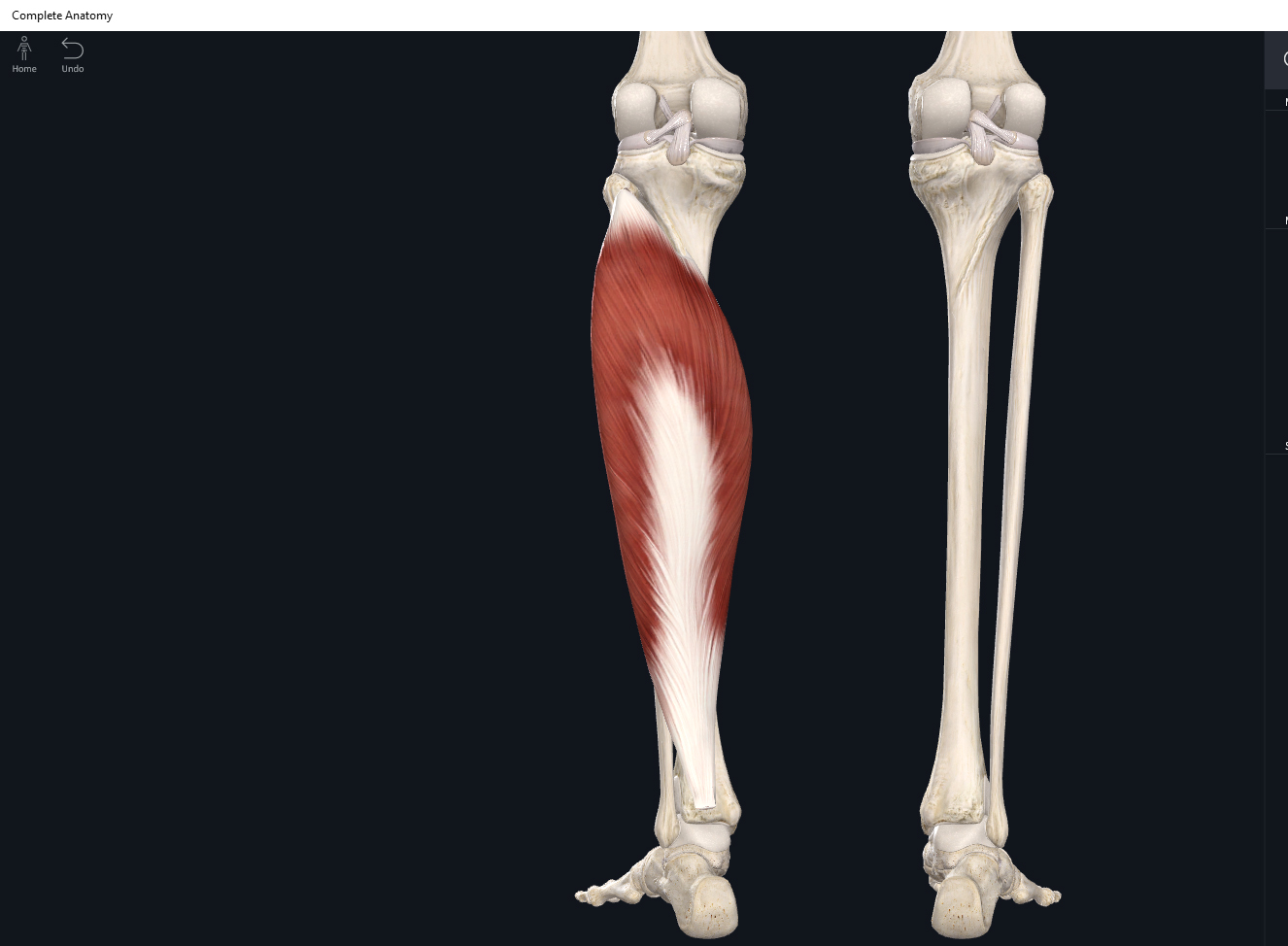 Muscles: Soleus. – Anatomy & Physiology