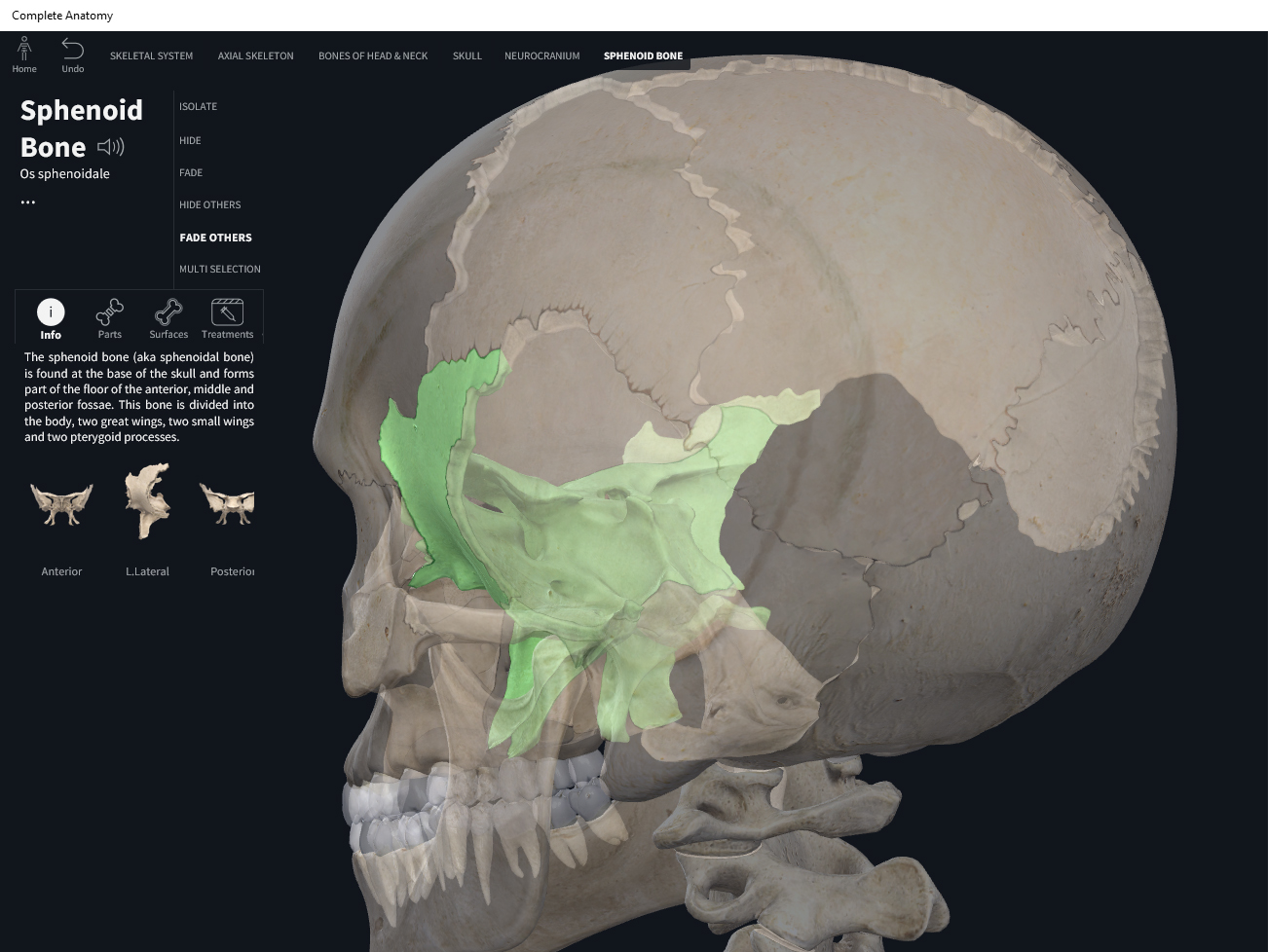 Bones: Skull, sphenoid. – Anatomy & Physiology