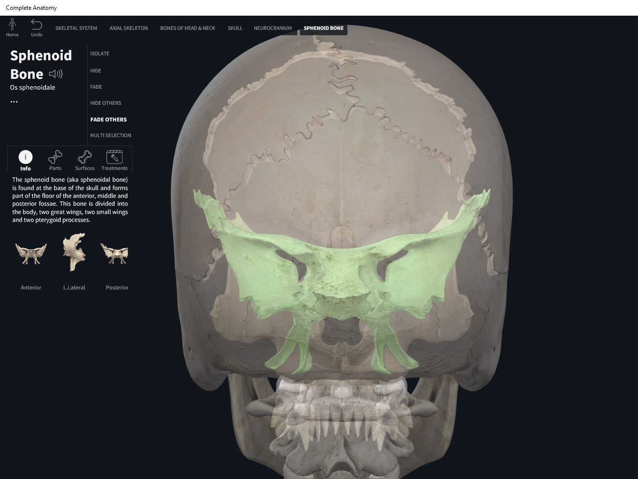 Bones: Skull, sphenoid. – Anatomy & Physiology