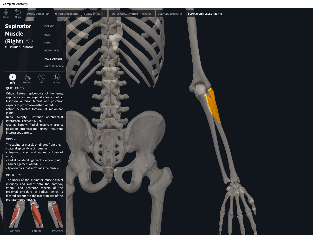 Supinator Origin Insertion Nerve Supply Action Forear 2235