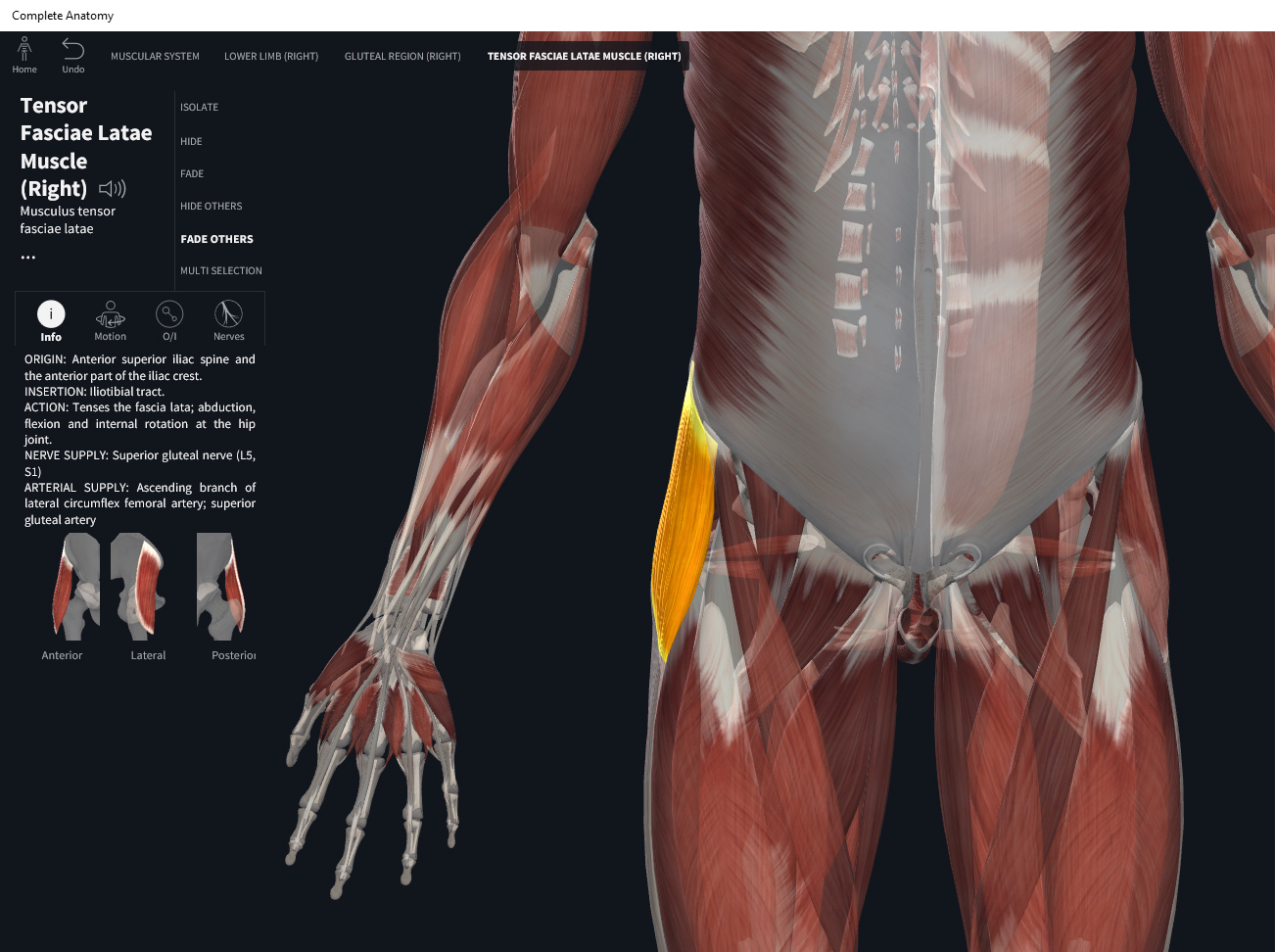 Muscles: Tensor Fascia Latae. – Anatomy & Physiology