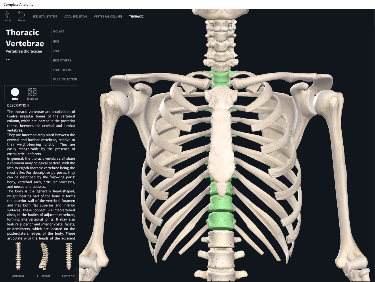 Bones: Vertebral Column, Thoracic Region. – Anatomy & Physiology
