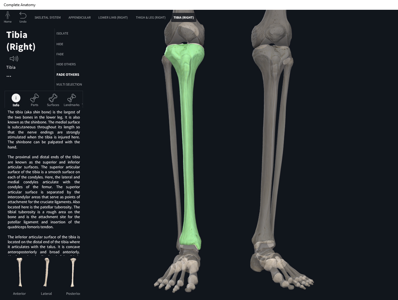 Bones: Tibia. – Anatomy & Physiology