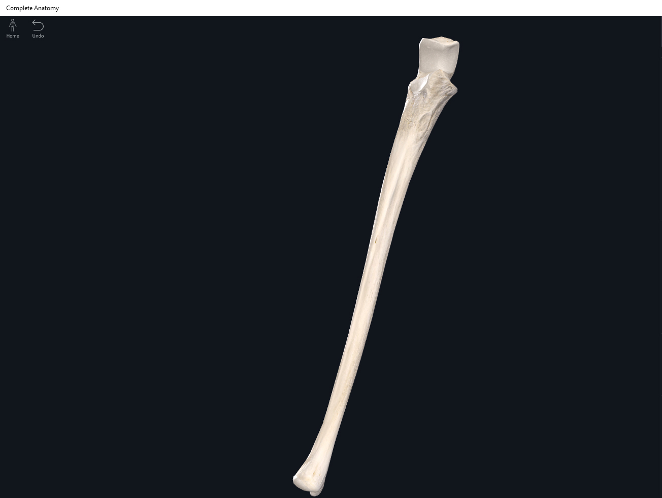 Bones: Ulna. – Anatomy & Physiology