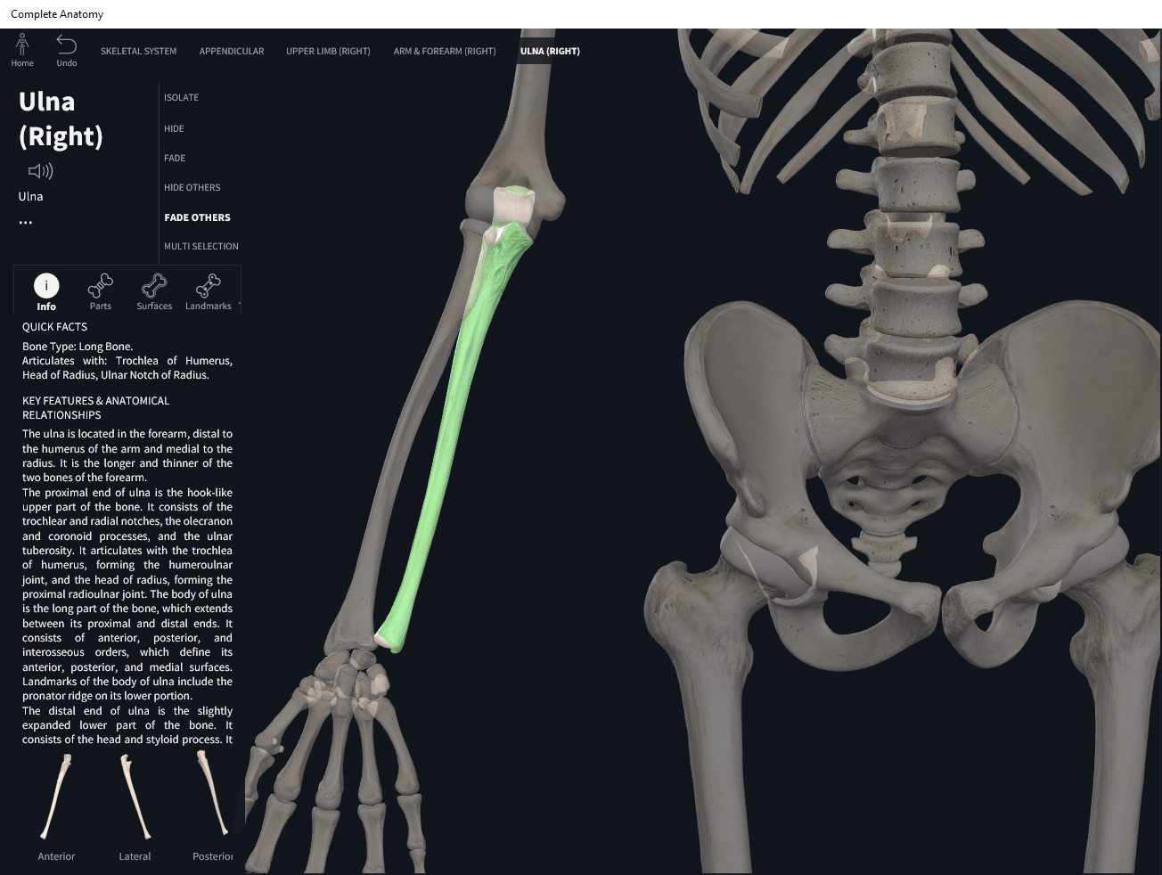 Ulna Bone 3025