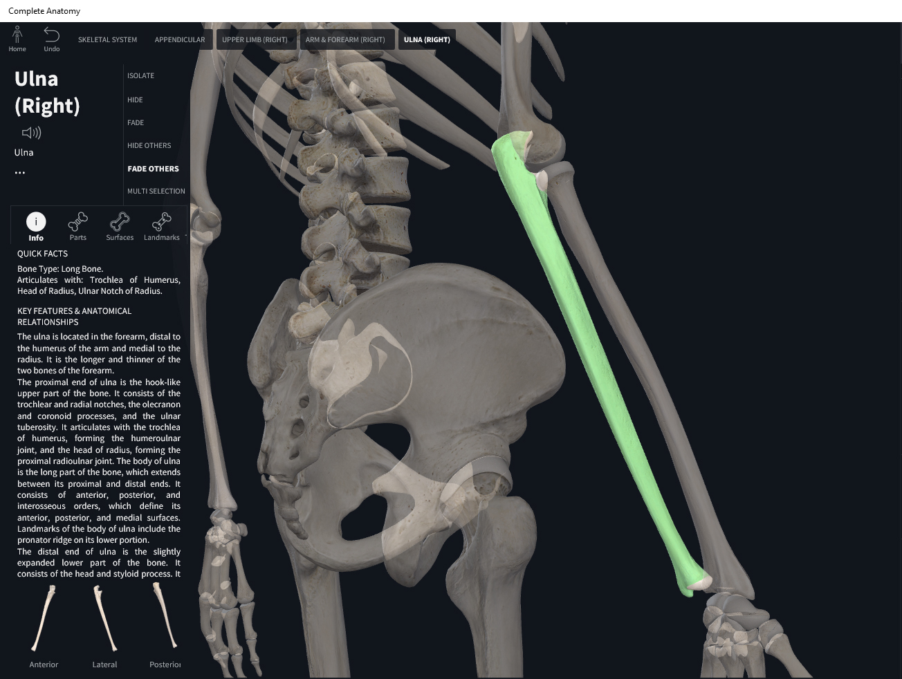 Bones: Ulna. – Anatomy & Physiology