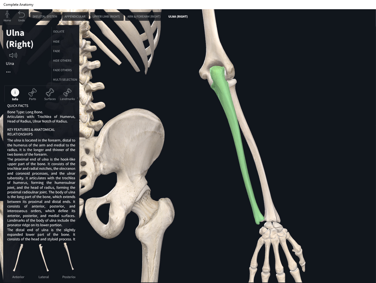 Bones: Ulna. – Anatomy & Physiology