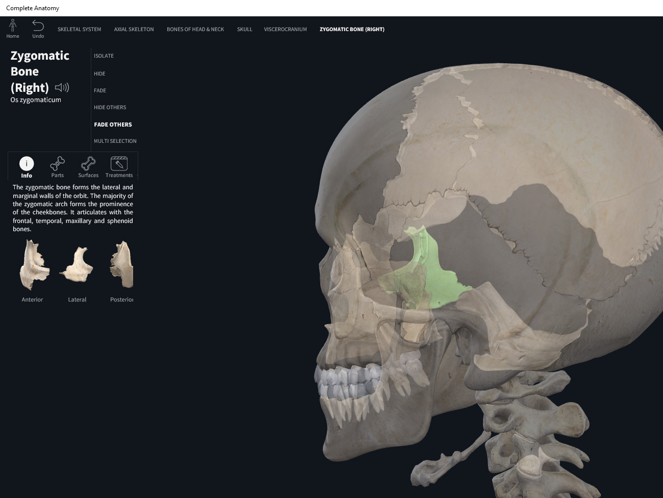 Bones: Skull, zygomatic. – Anatomy & Physiology