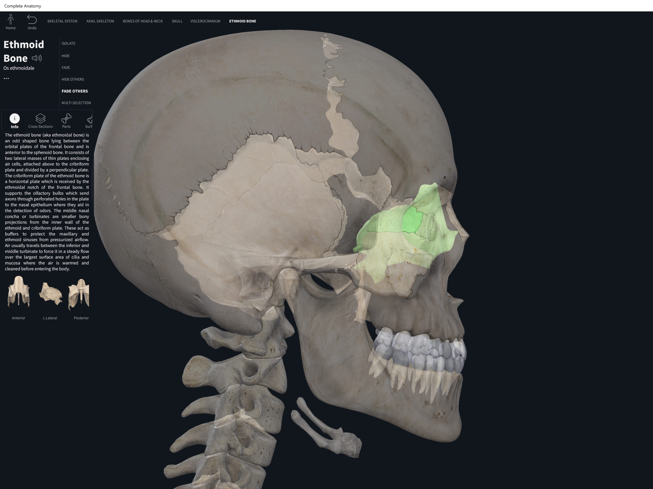 Bones: Skull, ethmoid. – Anatomy & Physiology