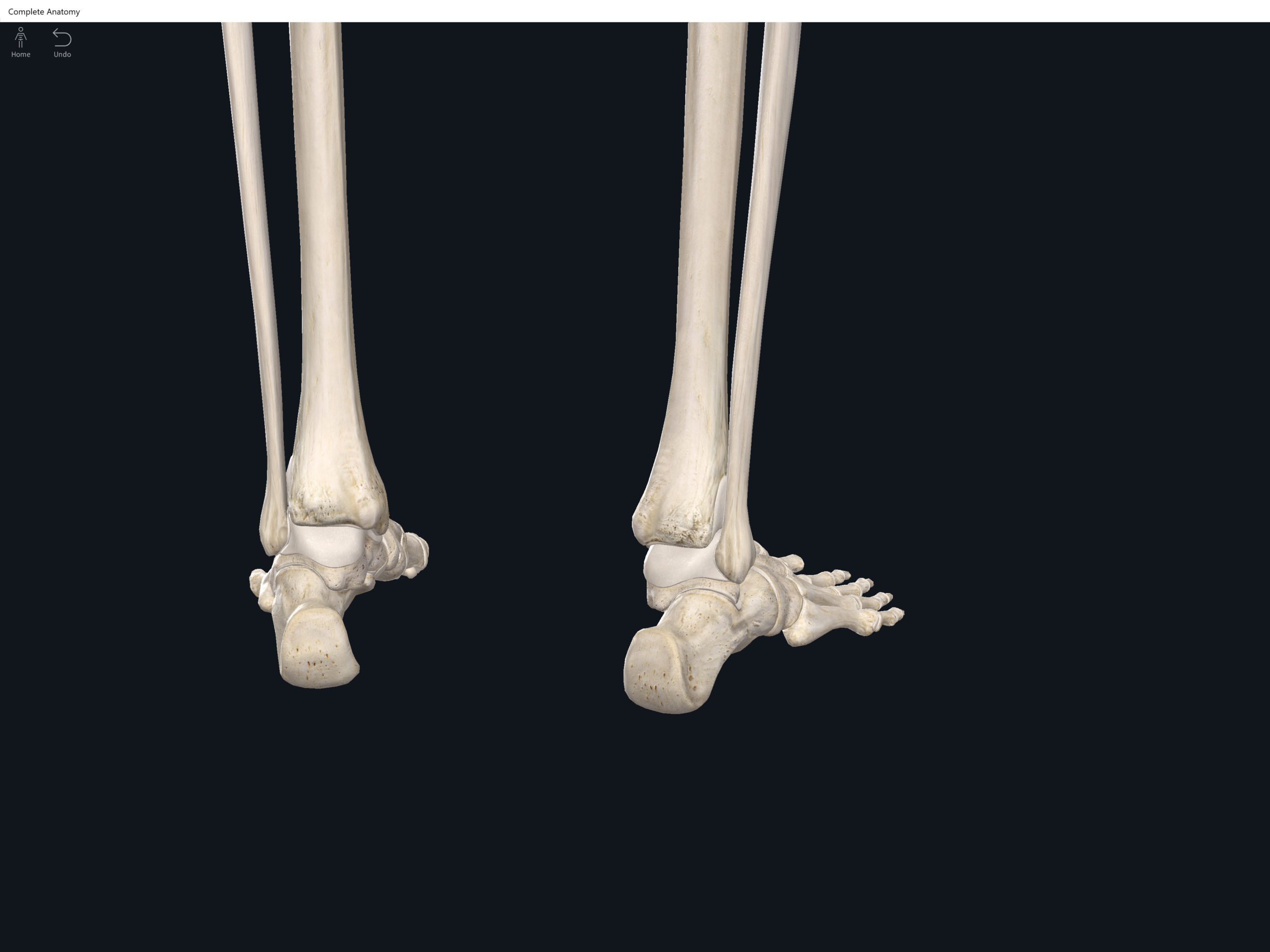 Bones: Foot and Ankle. – Anatomy & Physiology
