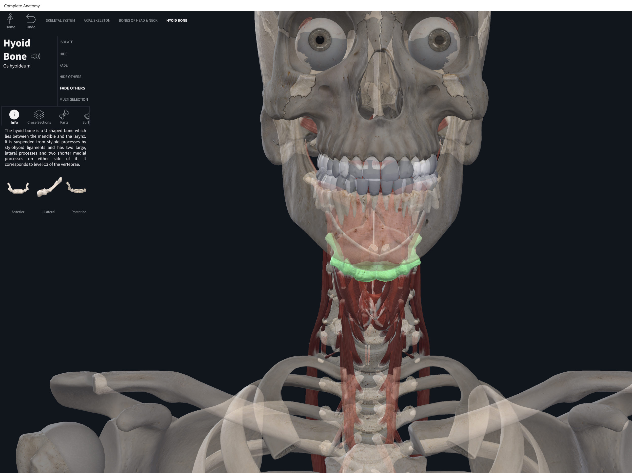 Bones: Hyoid. – Anatomy & Physiology