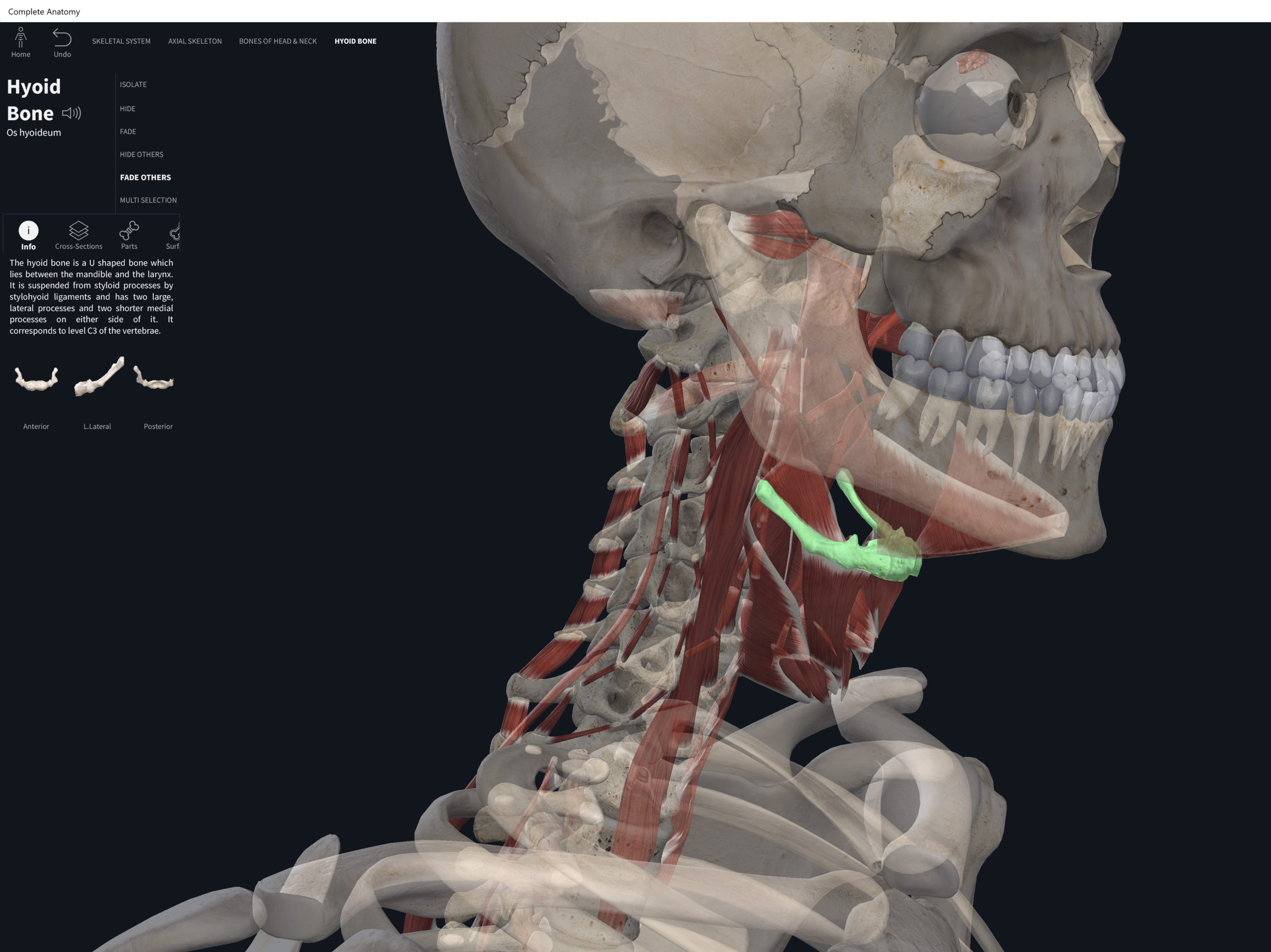 Bones: Hyoid. – Anatomy & Physiology