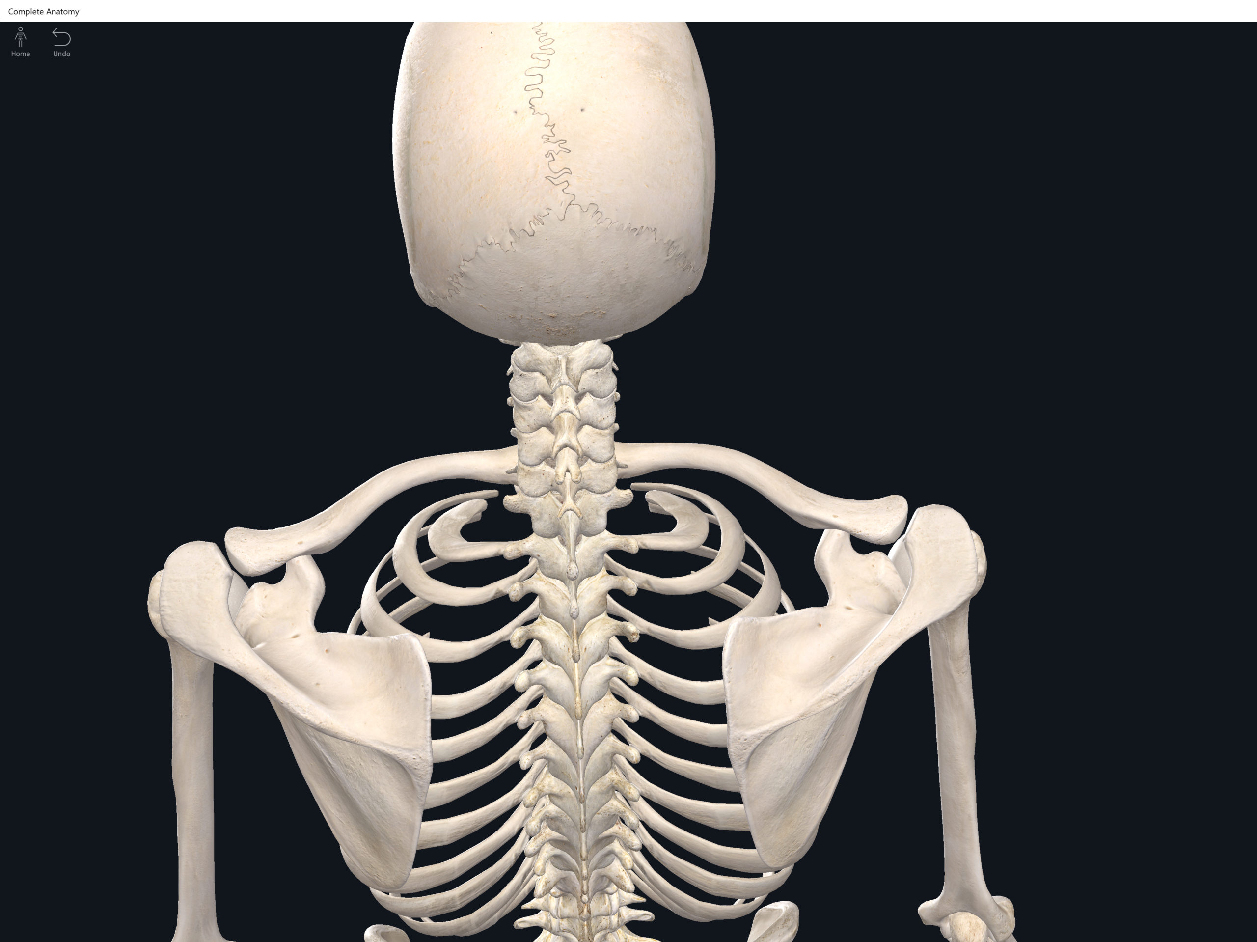 Bones: Shoulder Girdle. – Anatomy & Physiology